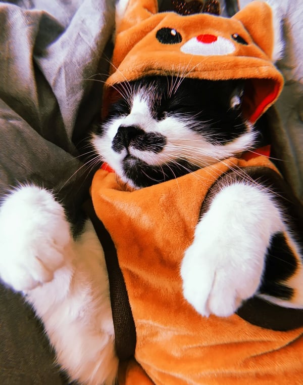 Gatito con traje de ardilla