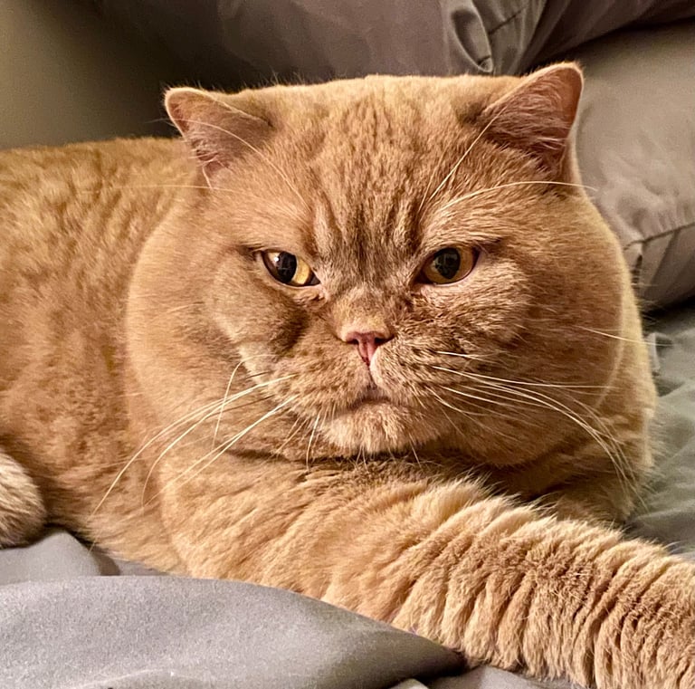 Soren - Red British Shorthair