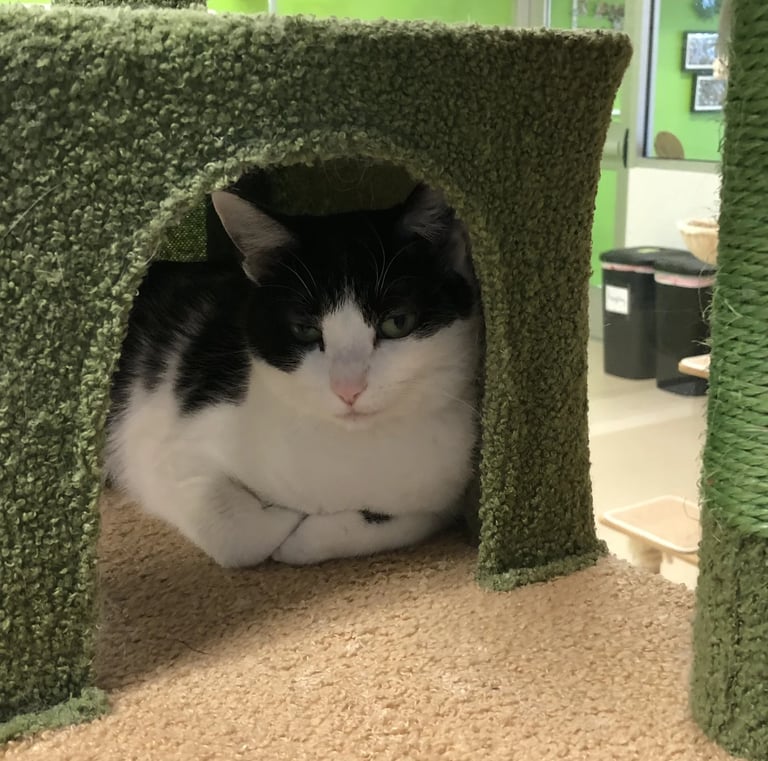 Chessie - Female Black & White Domestic Shorthair