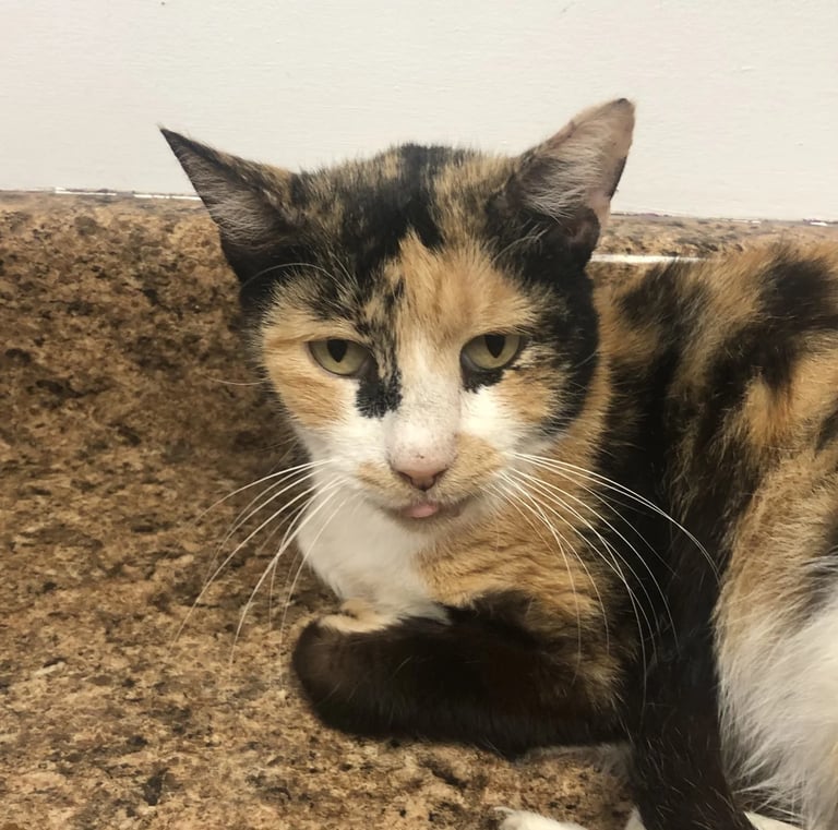 Koshi - Male Calico Domestic Short Hair (born May 2024)