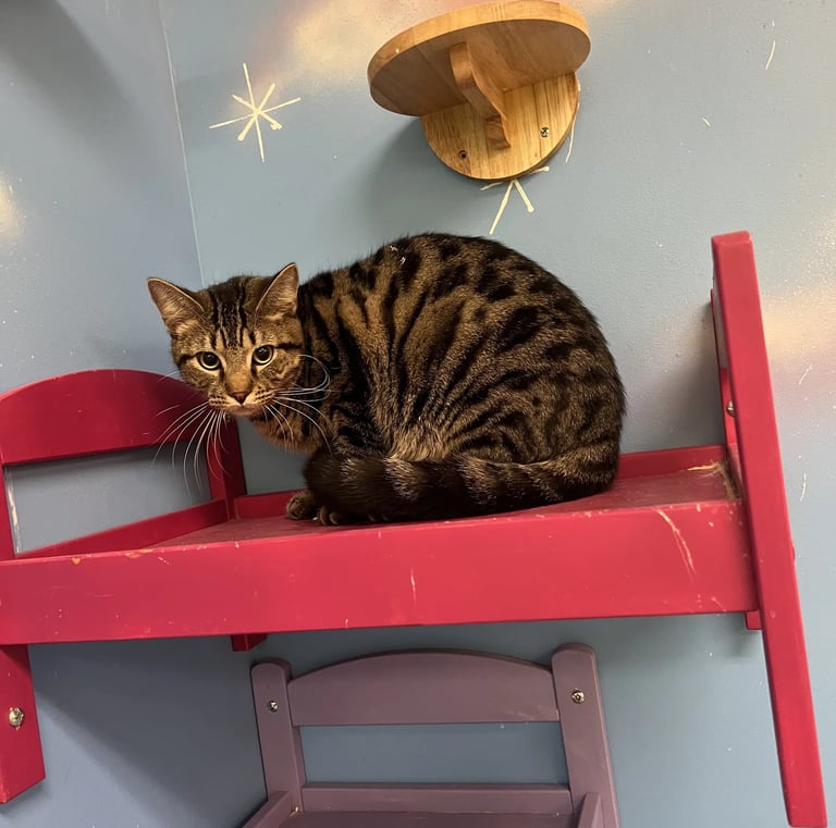 Monti - Male Brown Tabby