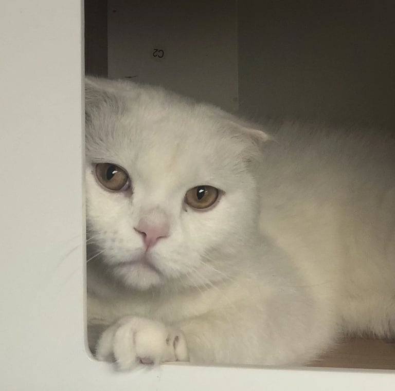 Rosha - White male Scottish Fold