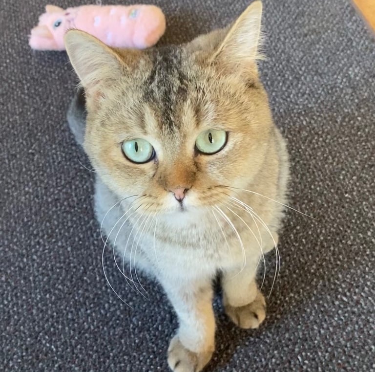 Roxie - Female, Abyssinnian Tabby British Shorthair (born Dec 2022)