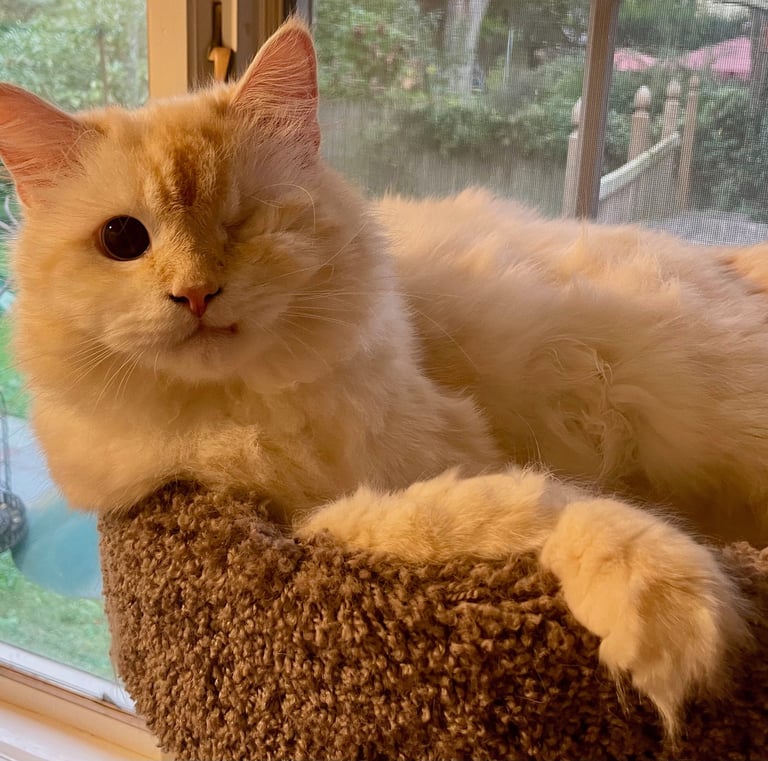 Sami - Male Domestic Medium Hair (born June 2020)
