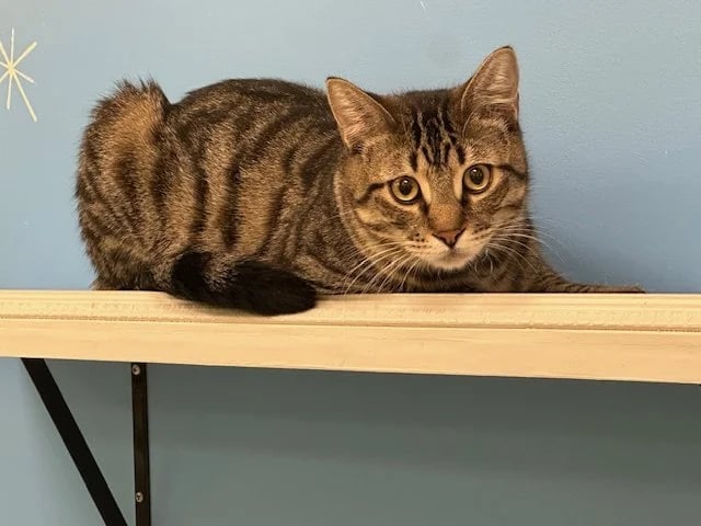 Tex - Male Brown Tabby