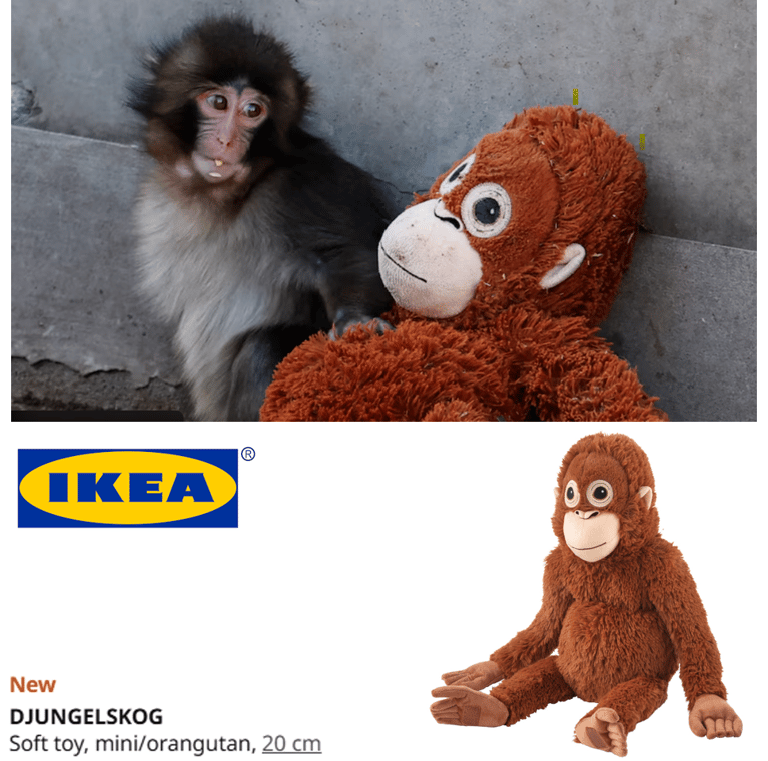 Punch the baby monkey sitting next to an IKEA DJUNGELSKOG mini orangutan soft toy.