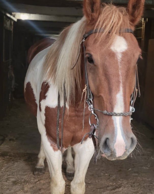 horse brownsburg-chatham