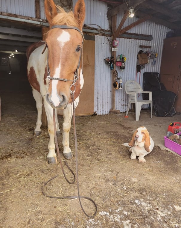 horse and basset hound