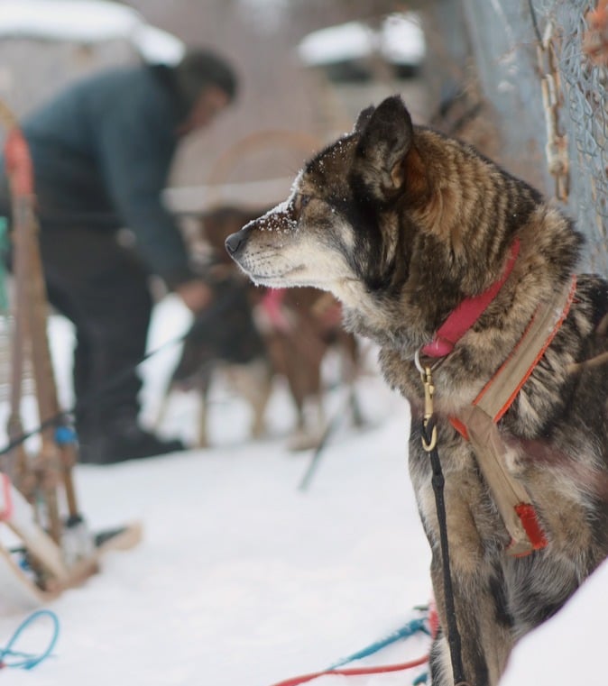 dog sledding brownsburg-chatham