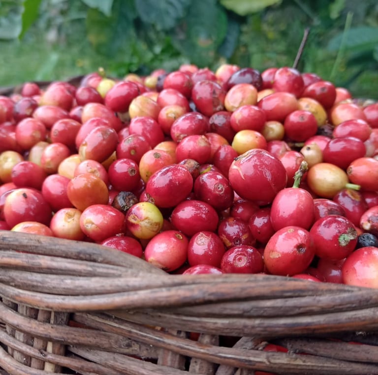 Una cesta tradicional llena de cerezas de café rojas y maduras, cosechadas de plantas de café