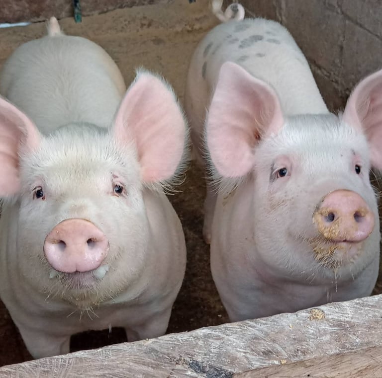 Dos cerdos domésticos de color rosa mirando hacia arriba desde un corral de madera en una granja.