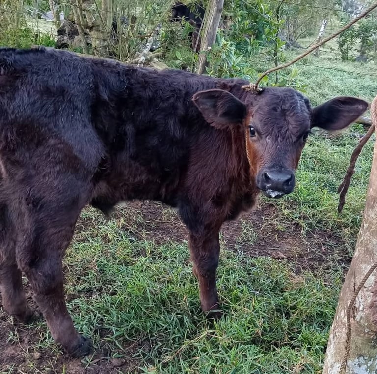 Un joven ternero marrón oscuro permanece en un campo verde de la granja