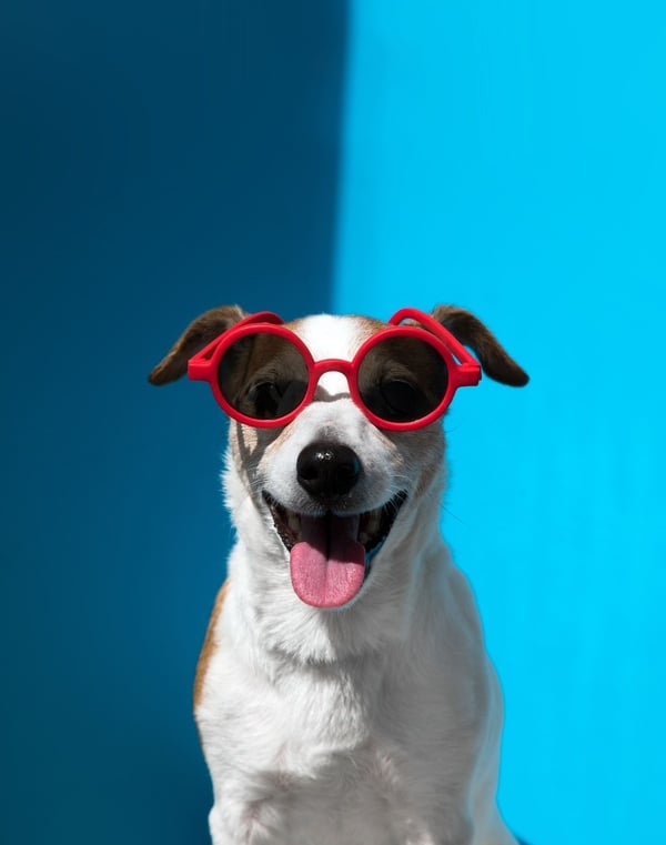Un Jack Russell Terrier feliz con gafas de sol rojas sobre un fondo azul brillante.