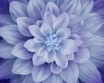 hydrangea 