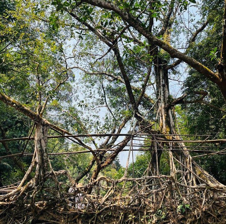 North East India Holidays by Soma Journeys