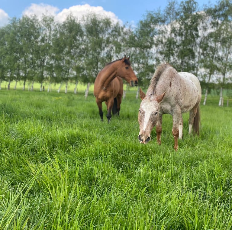 Two horses grazing in a lush green pasture with a row of birch trees in the background.