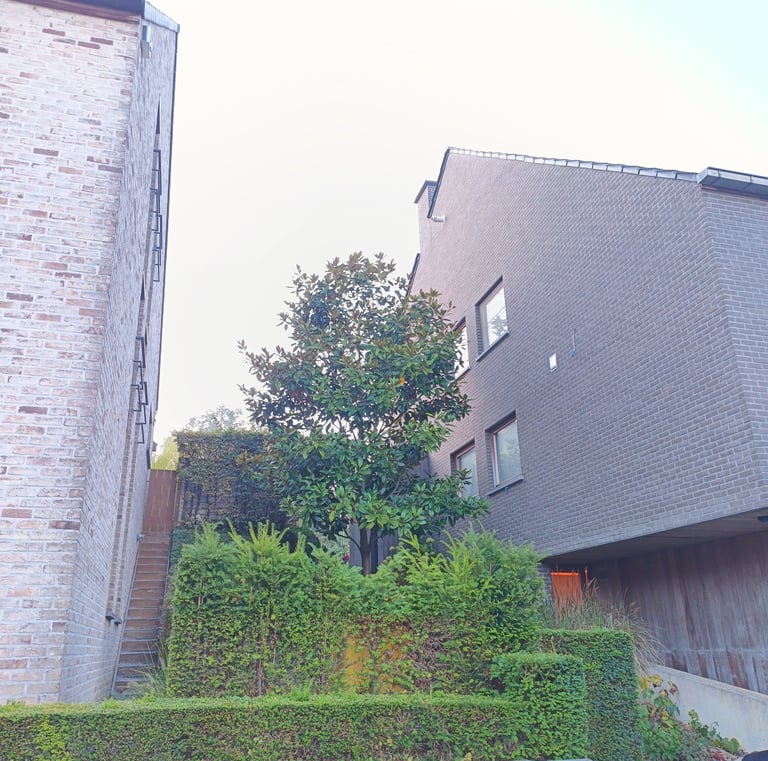 rubberboom, regelmatig te snoeien wegens beperkte groeiplaats