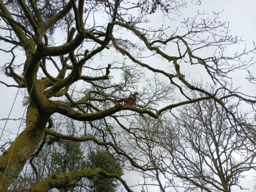 chasse aux bois morts