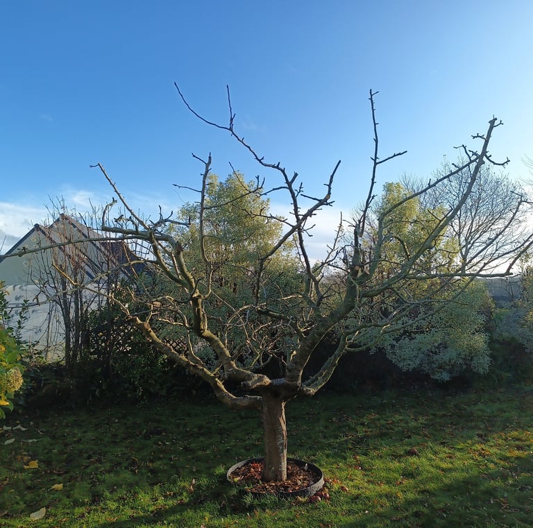 pommier équilibré (taille hiver)