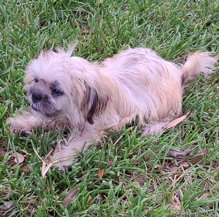 Brown Mal-Shi teacup puppy play in grass in Austin Texas.