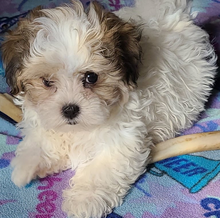 White and Brown confident smart happy going puppy for sale in Texas