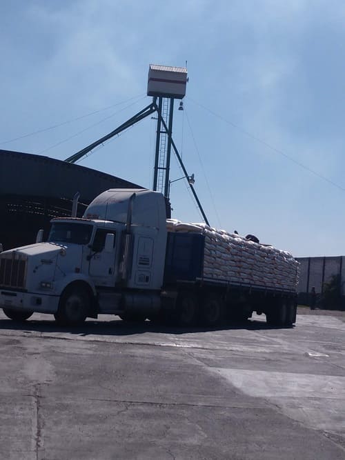 trailer cargado de maiz blanco 