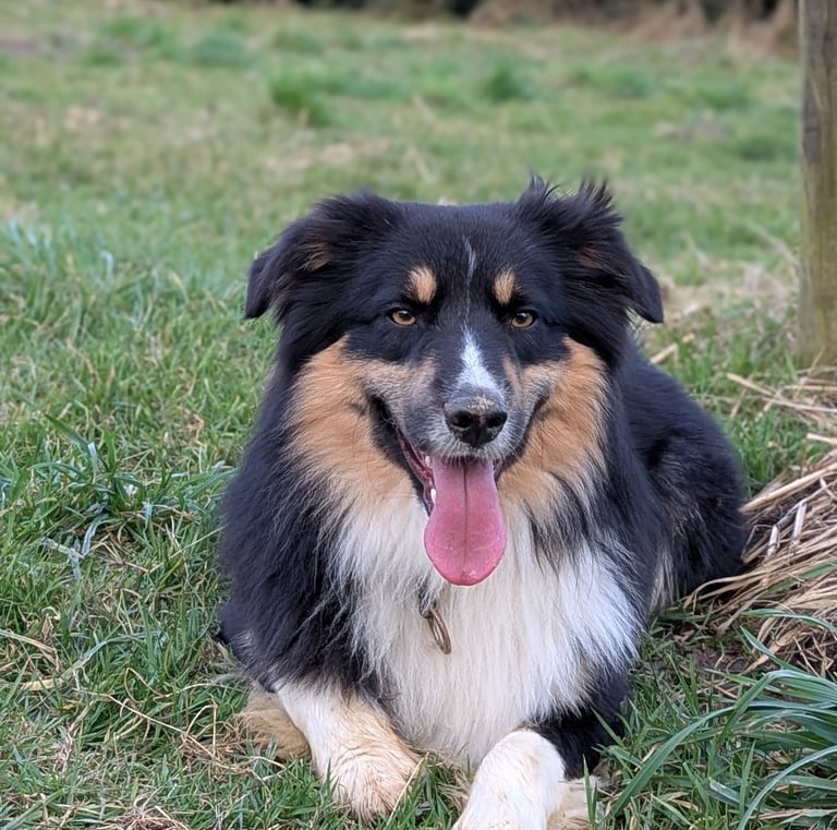 bien être canin