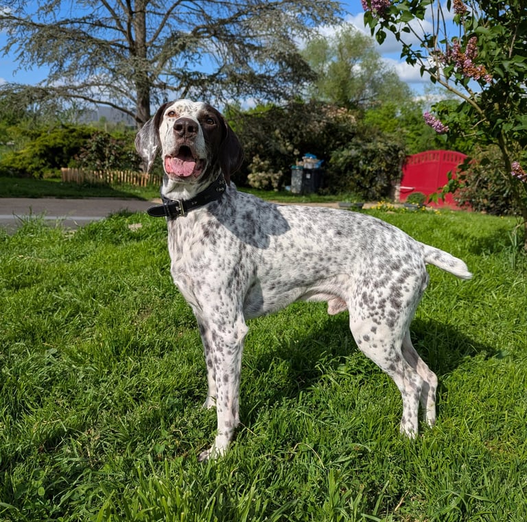 GARDE CHIEN NANCY