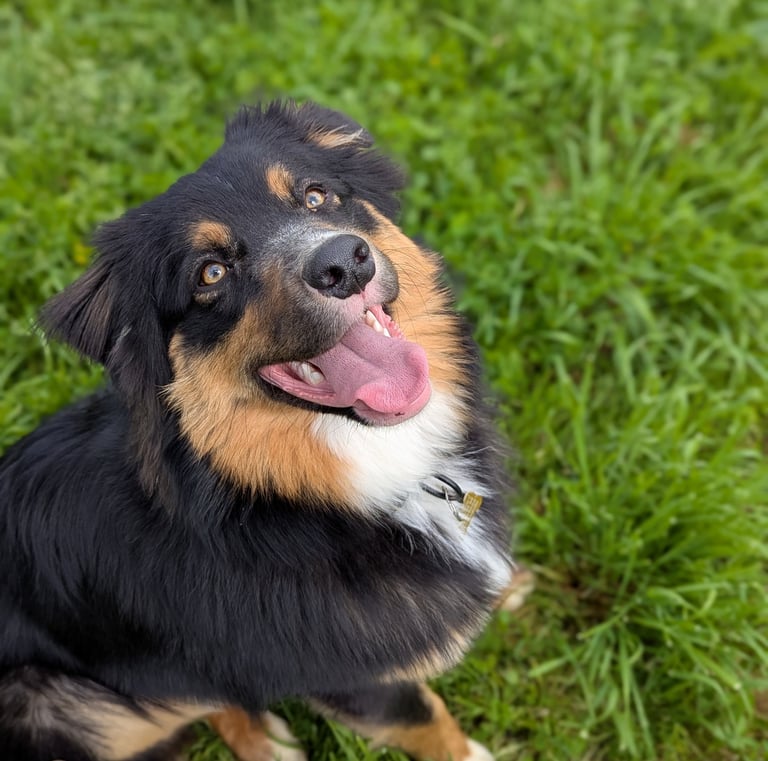 chien heureux