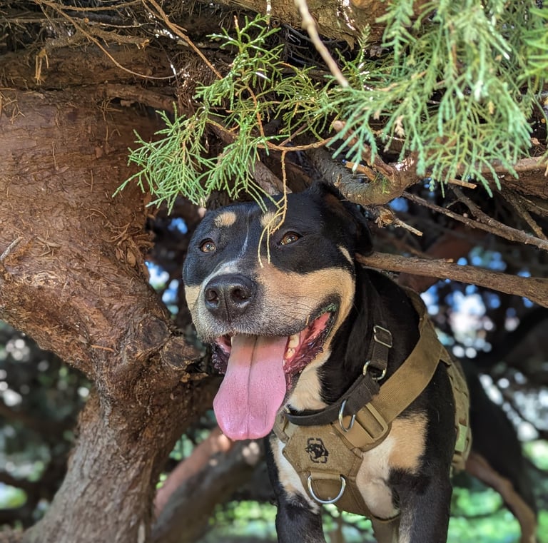 PENSION POUR CHIEN
