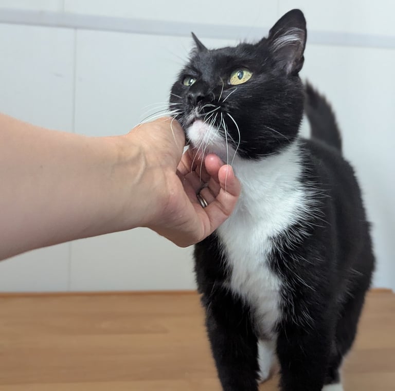chat heureux