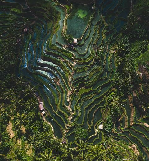 Bali's rice terraces, particularly the Tegallalang and Jatiluwih terraces, are famous for their stun