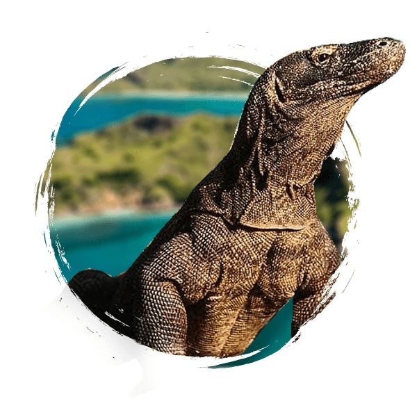 Komodo dragons in Labuan Bajo are one of Indonesia's most incredible natural attractions