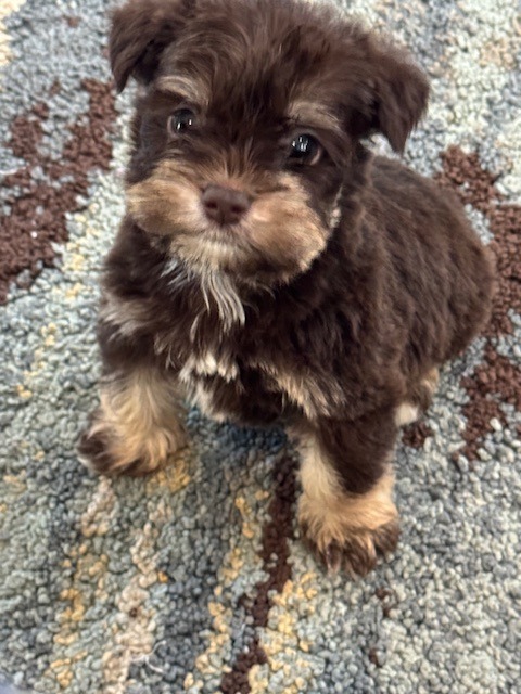 Liver/tan male
