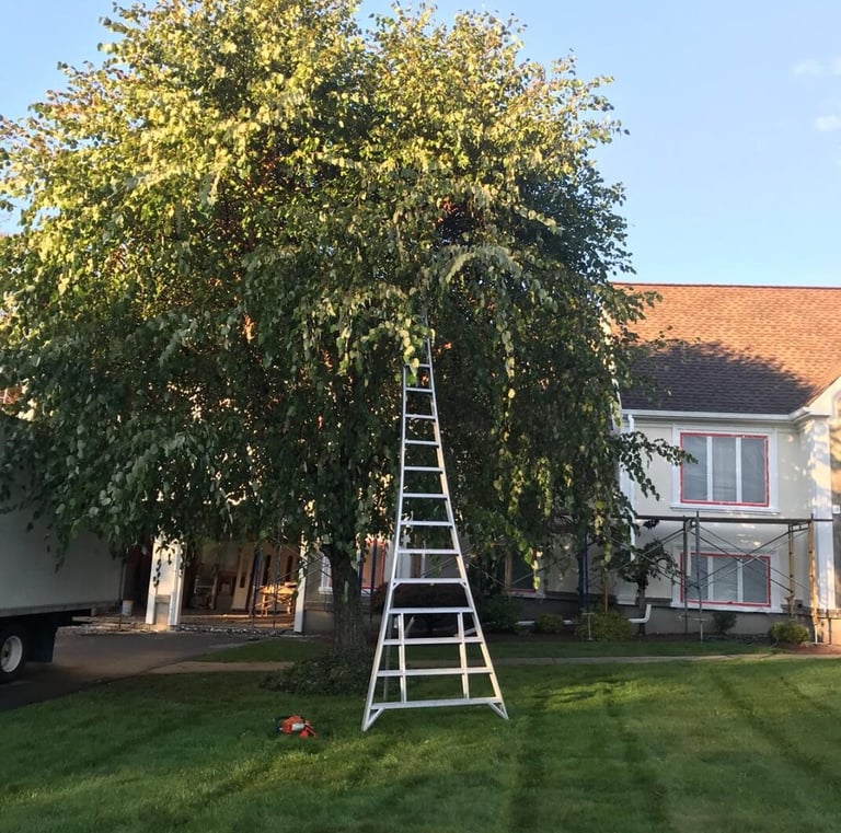 Tree Pruning