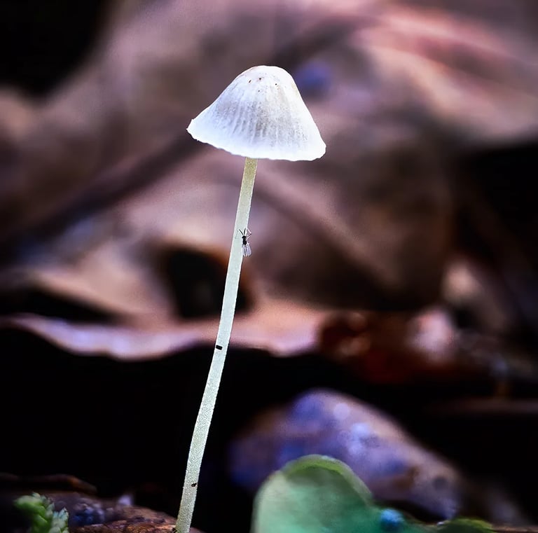 Paddestoel