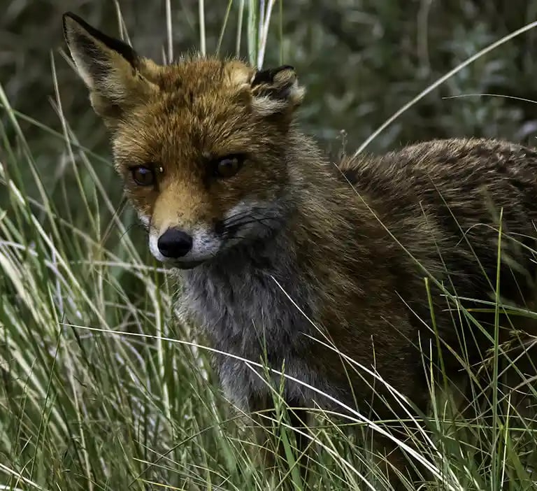 Vos in de Amsterdamse Waterleidingduinen