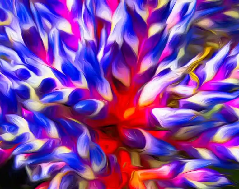 Bromelia geslacht Aechmea