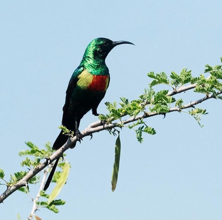 beuatiful-sun-bird