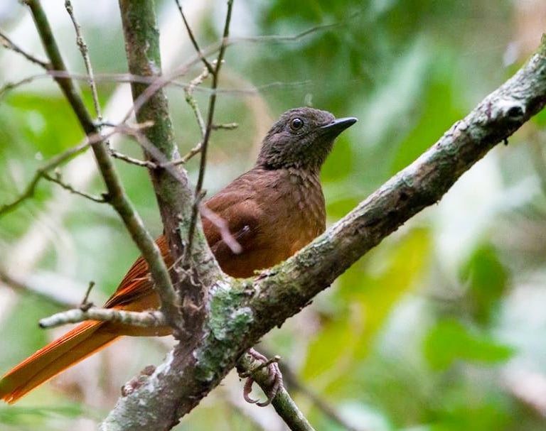 red-tailed-anthrush
