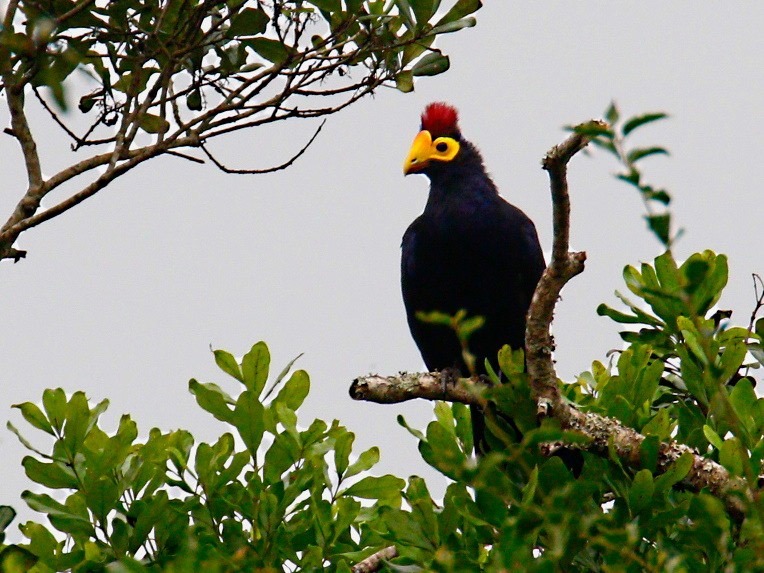 ross-s-turaco