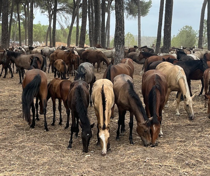 Marismoo, plataforma para cuidar de una especie en peligro de extinción. Caballos marismeños.