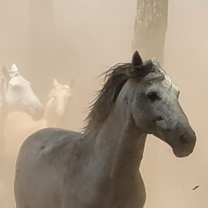 Caballo versátil, resistente. Auténtico.