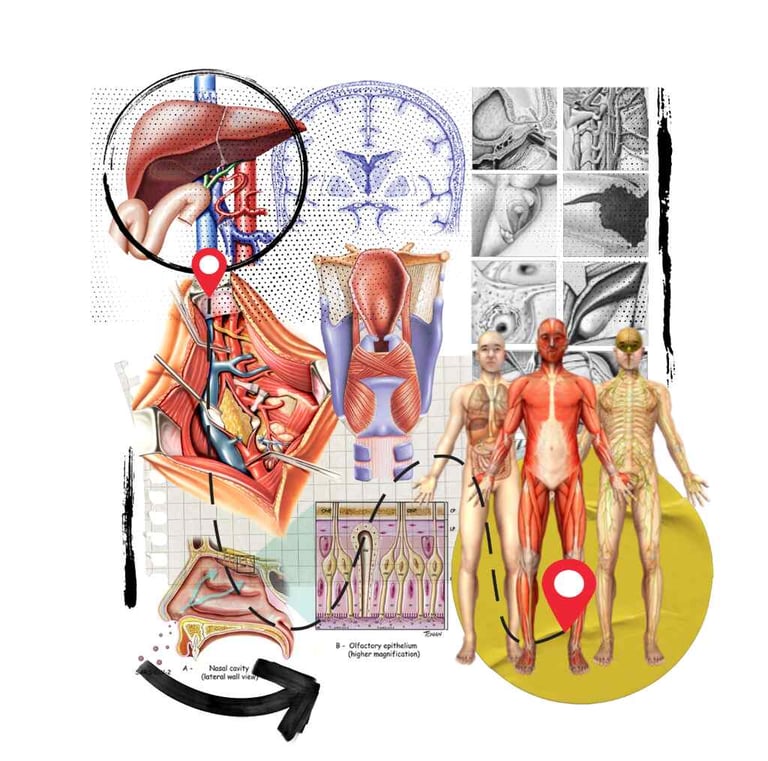 a diagram of the human body and organs of a human body, tonan, tonanstore