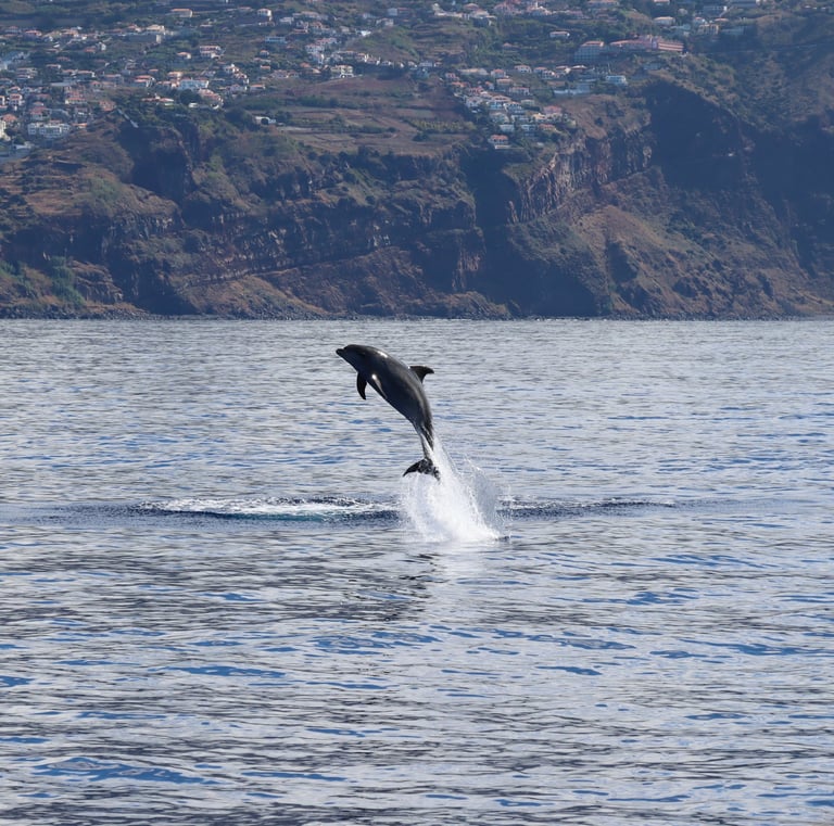 A single dolphin leaping high out of the Atlantic Ocean with the Madeira coastline in the background.
