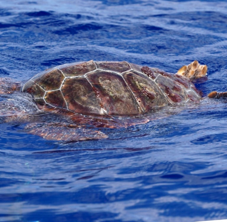 Juvenile loggerhead sea turtle basking at the surface of the Atlantic Ocean in Madeira waters.