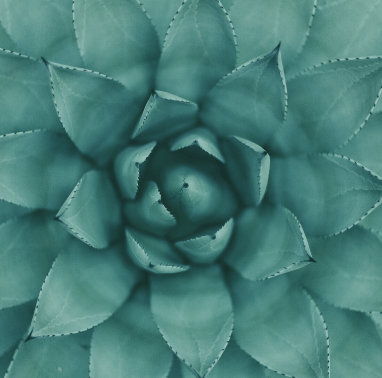 plante grasse