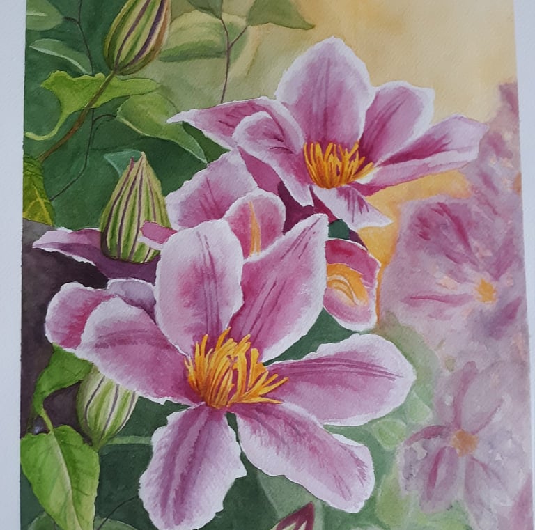 watercolor painting of pink Clematis growing in a garden