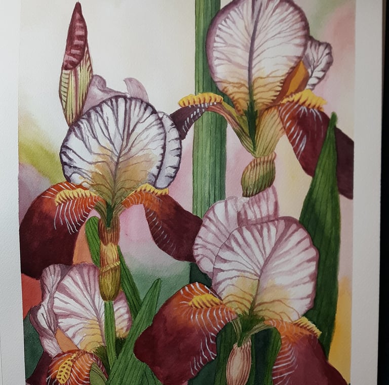 watercolor painting of bearded iris in the garden