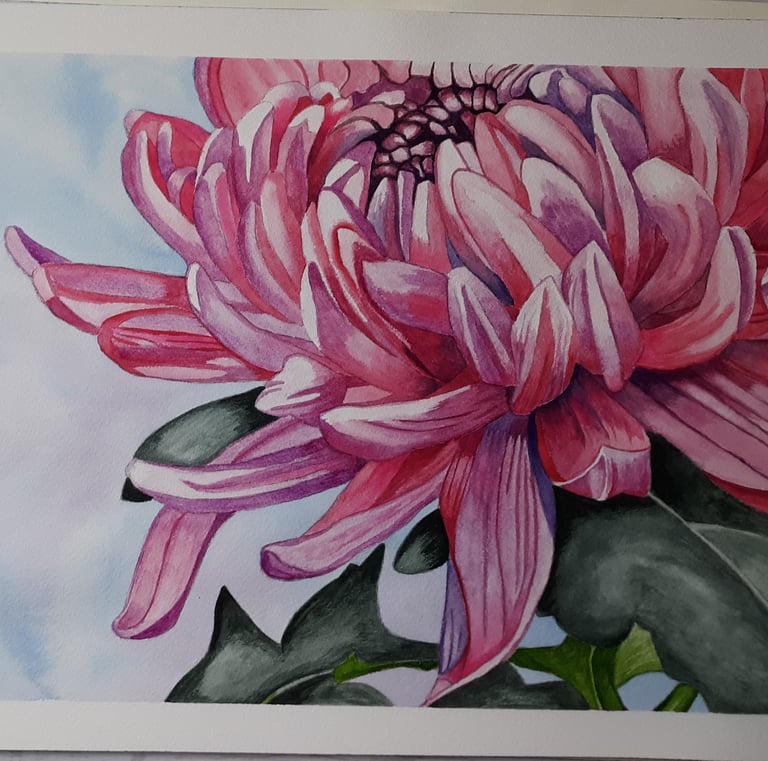 watercolor painting of a pink chrysanthemum